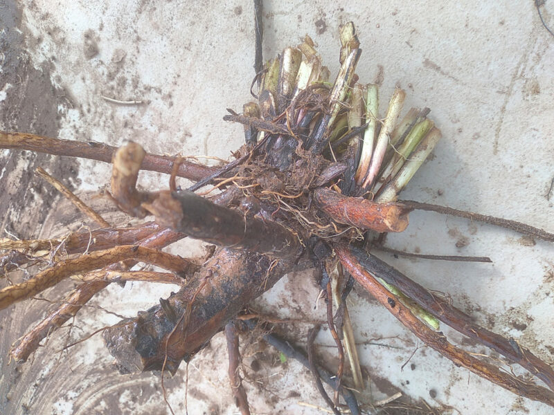 Comfrey crown, with root pieces still attached!